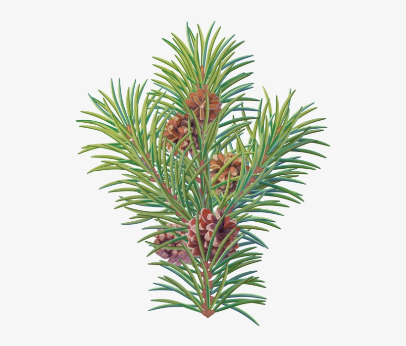 Pine Tree Branch - Pine, transparent png download