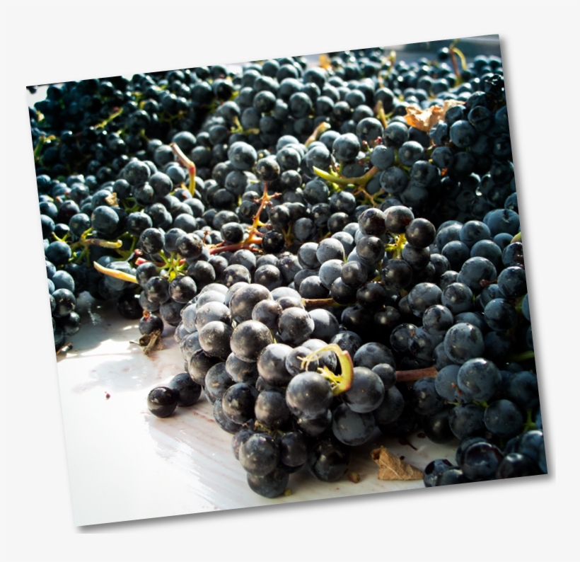 Muntra-uvas - Bilberry, transparent png download