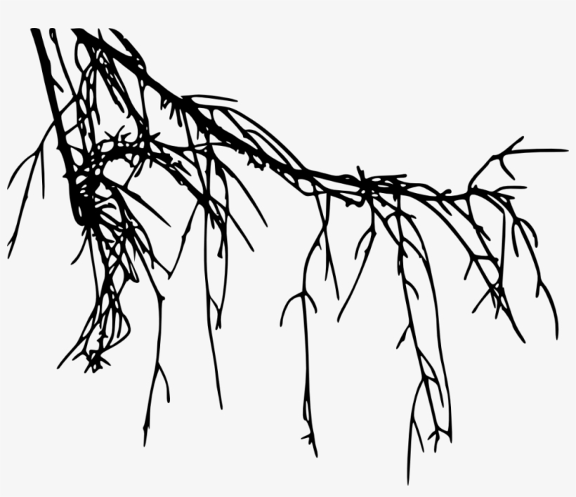 Png File Size - Root Png, transparent png download