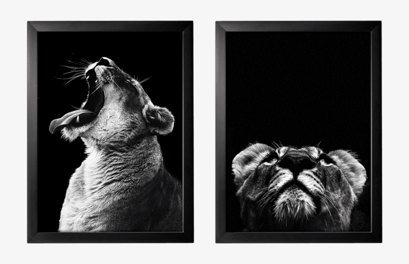 Kimba Set De Dos Cuadros De Marco De Poliestireno - Interior Design, transparent png download