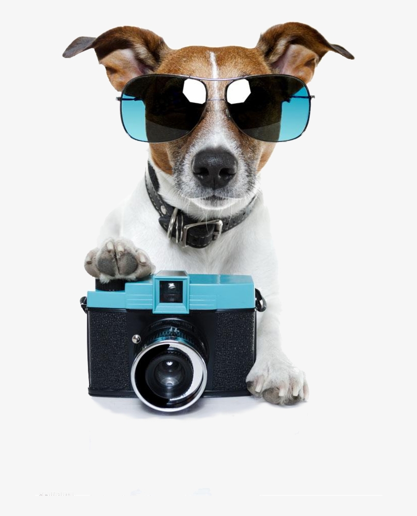 Casey Neistat - Jack Russell With Camera, transparent png download