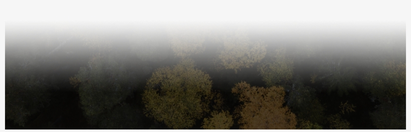 Tree, transparent png download