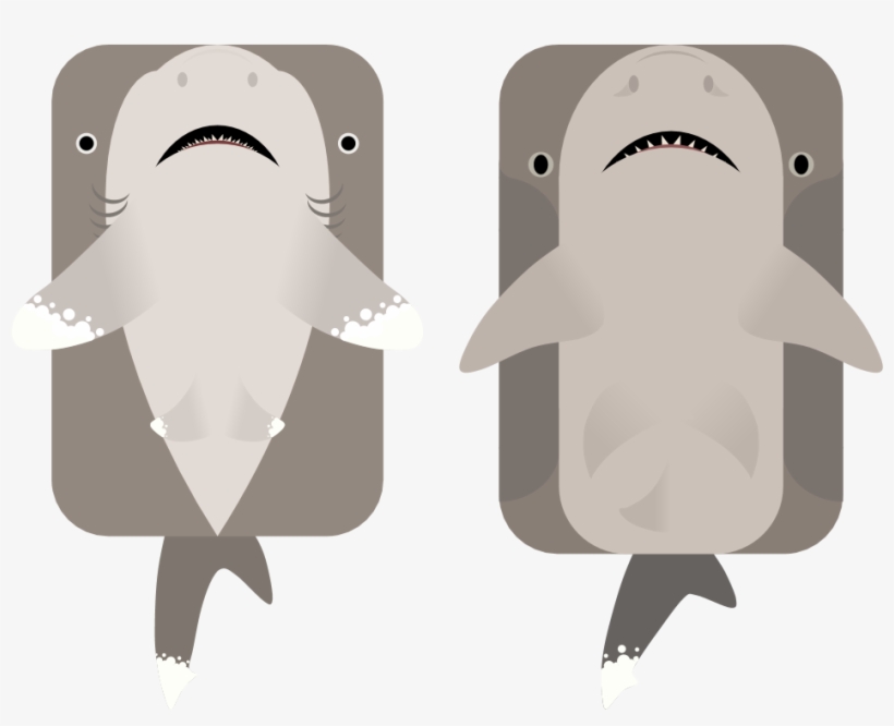 Animaloceanic Whitetip Shark - Oceanic Whitetip Shark, transparent png download