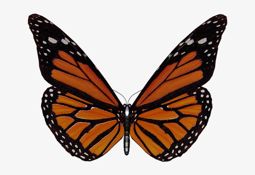 Butterfly Illustration 21, Buy Clip Art - Papillon Ailes, transparent png download