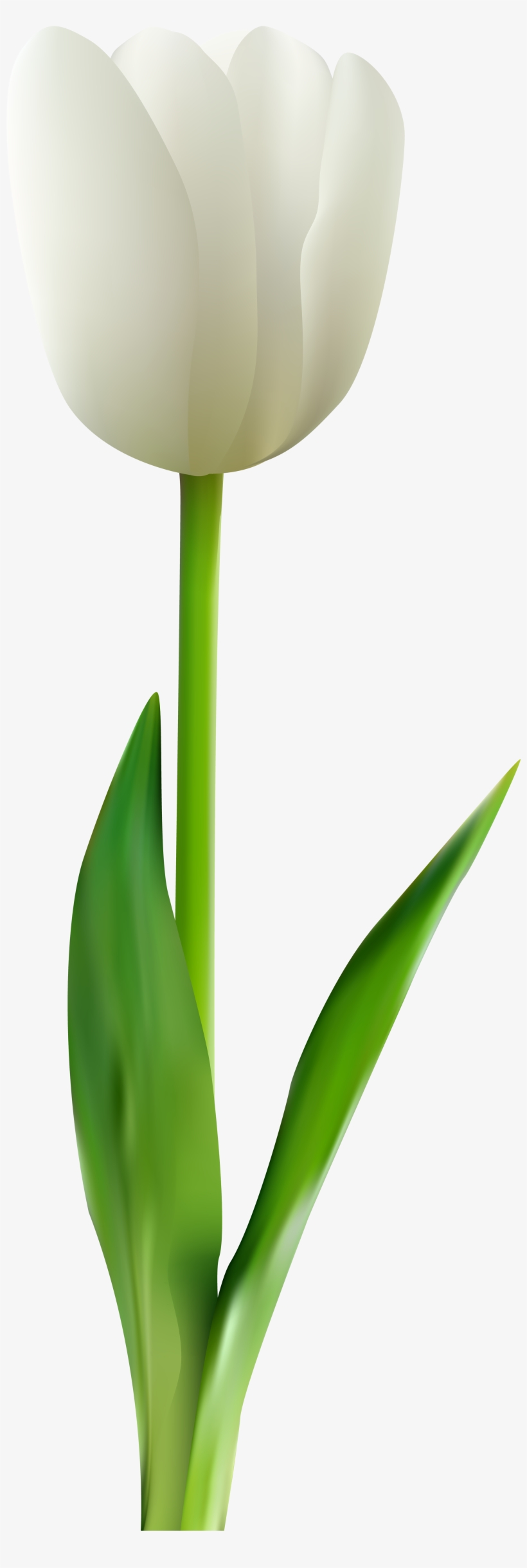 White Tulip Flower Png, transparent png download