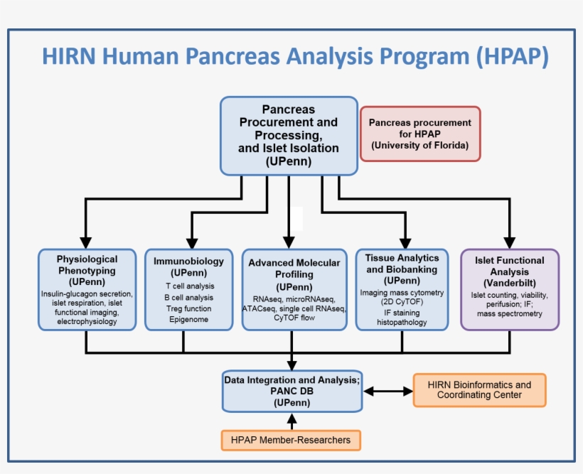 Hirn Human Pancreas Analysis Program - Diagram, transparent png download