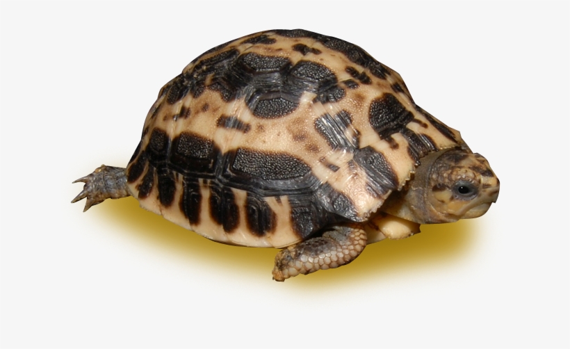 Spider Turtle, transparent png download
