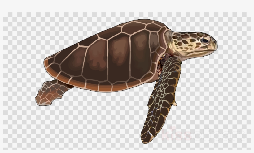 Download Tortugas De Mar Png Clipart Loggerhead Sea - Mickey Mouse Silhouette, transparent png download