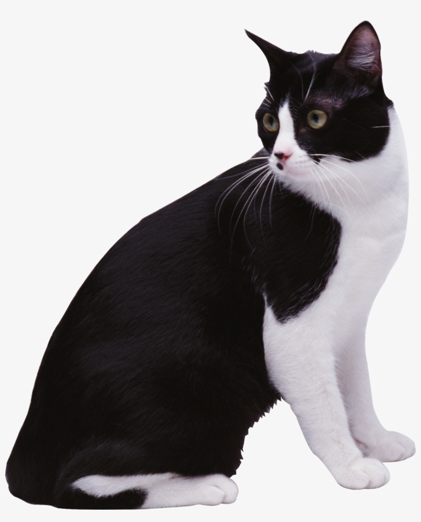 Black & White Cat Png Image - Кот Черно Белый Png Transparent PNG
