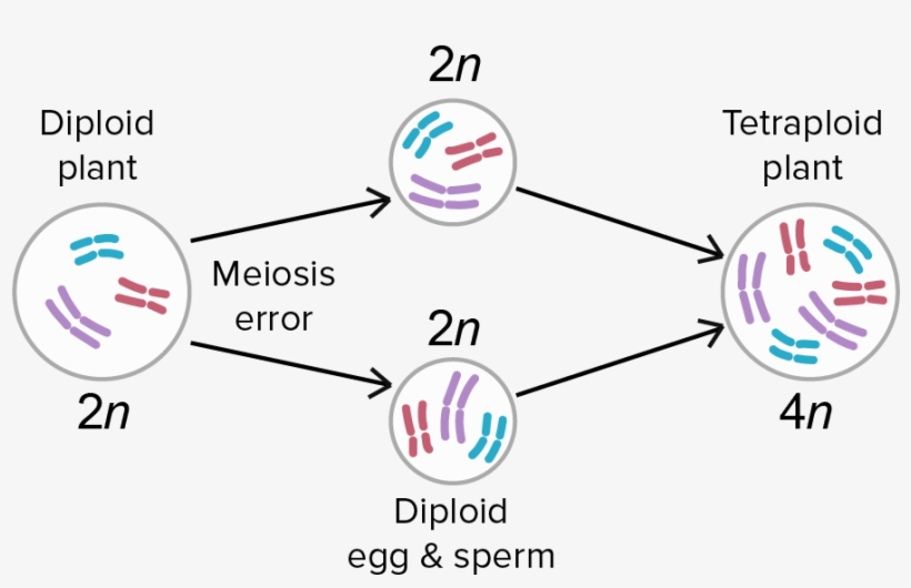 Sympatric Speciation By Polyploidy, transparent png download