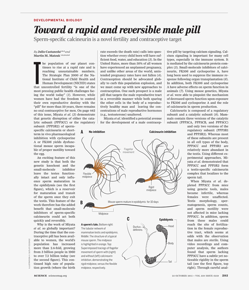 Help - Document, transparent png download