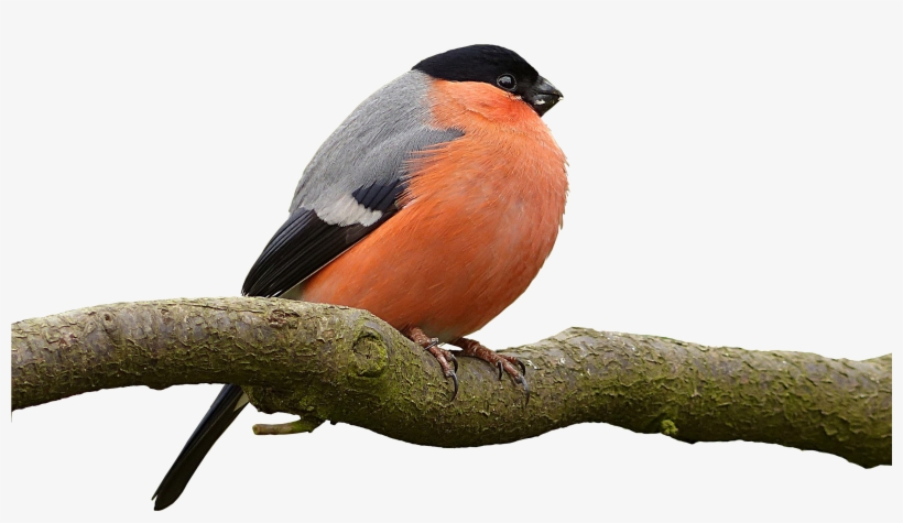 Bird Png 26, Buy Clip Art - Bird Branch Png, transparent png download