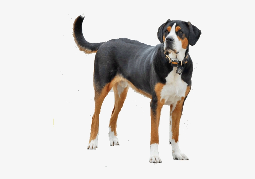 Greater Swiss Mountain Dog - Dog, transparent png download