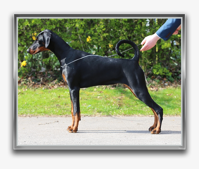Jojavik Bellissima - Female, transparent png download