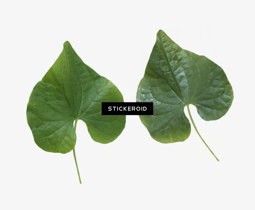 Green Leaf Leaves - Aquatic Plant, transparent png download