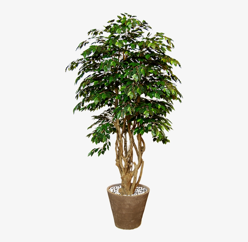 Previous - Piante In Vaso Png, transparent png download