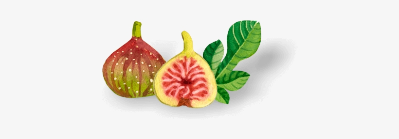 Health Benefits Of Figs - Common Fig, transparent png download