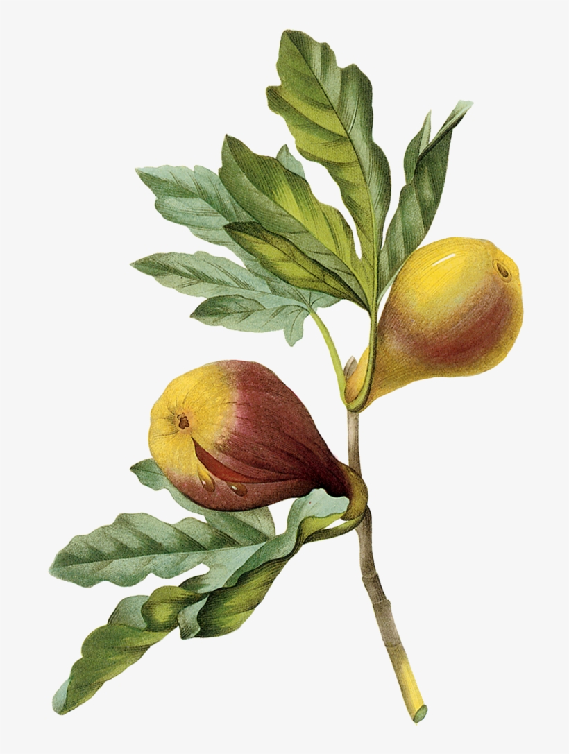 Figplate41-2, transparent png download