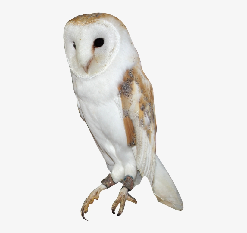 Barn Owl Png Background Image - Barn Owl, transparent png download