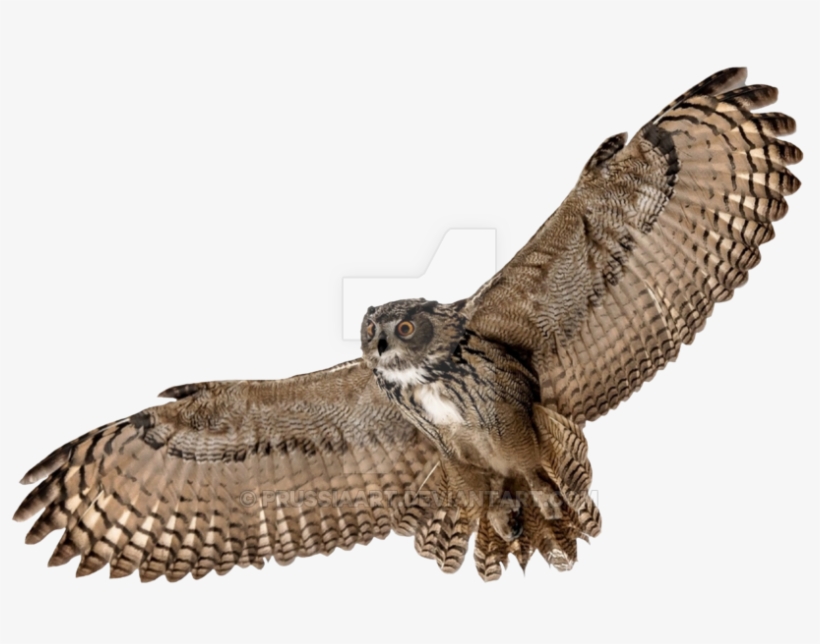 Barn Owl Png Picture - Flying Owl Transparent Background, transparent png download