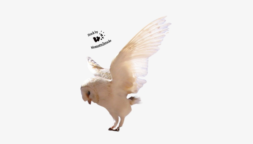 Cut-out Stock Png - Birds Stock By Png, transparent png download