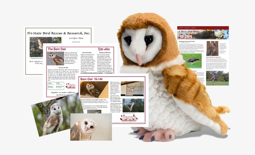 Barn Owl Package - Ck Barn Owl 12" Plush, transparent png download