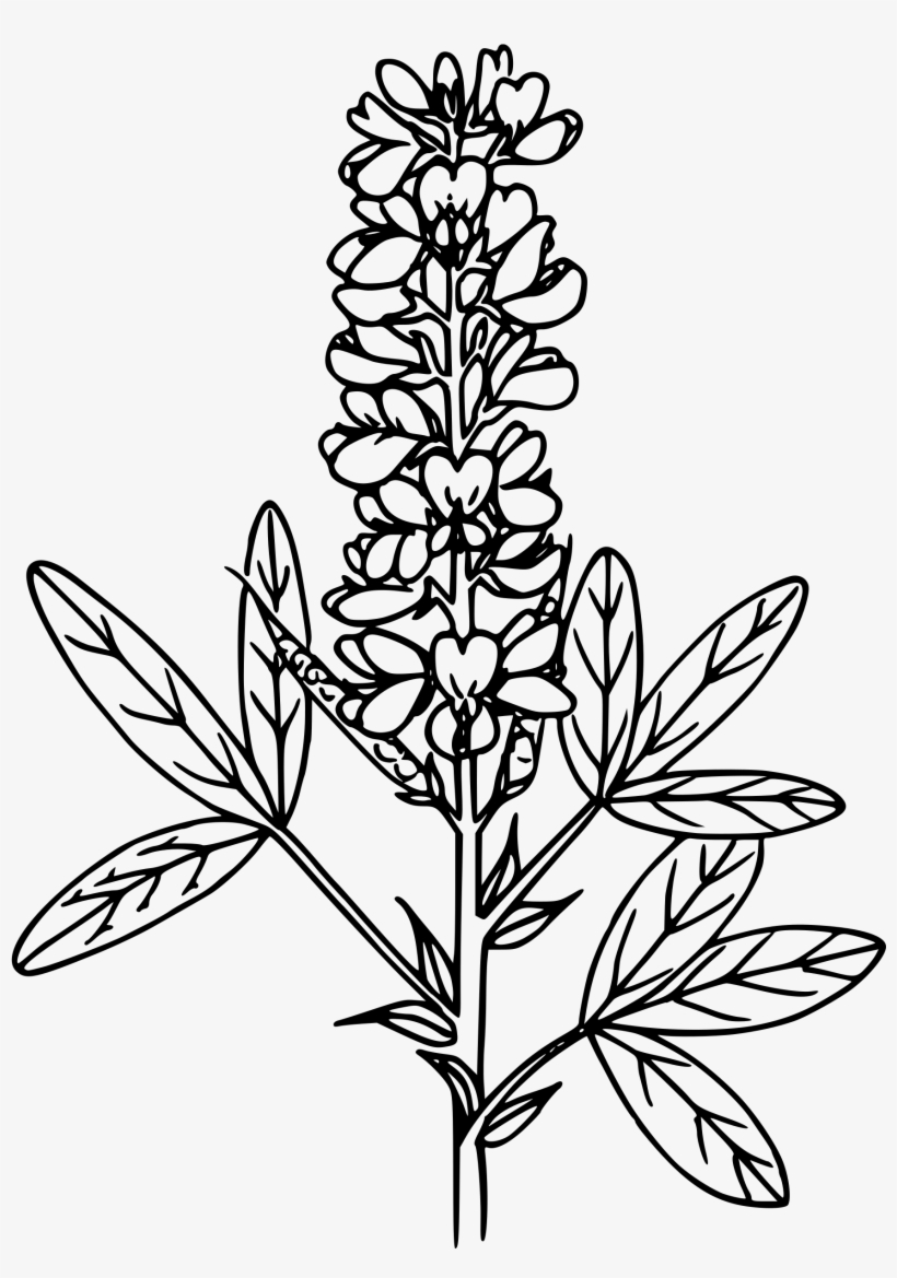 This Free Icons Png Design Of Mountain Pea, transparent png download