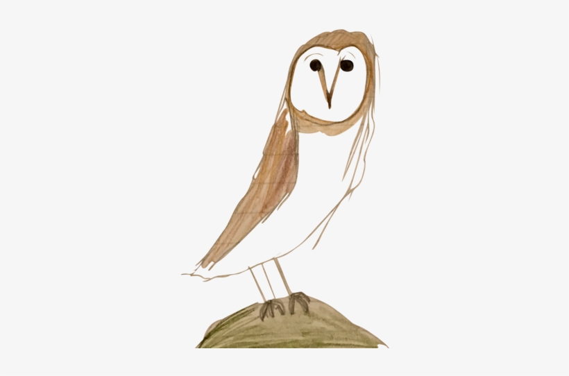 A Depiction Of My Favorite Animal, The Owl - Barn Owl, transparent png download