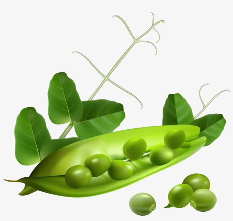 Free Png Pea Png Images Transparent - Peas Clipart Transparent Background, transparent png download