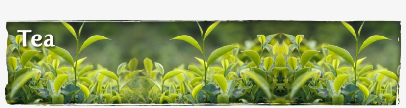 Buy Chinese Tea, Japanese Tea, Organic Tea, Loose Tea, - Green Tea Bud And Fresh Leaves Photography, transparent png download
