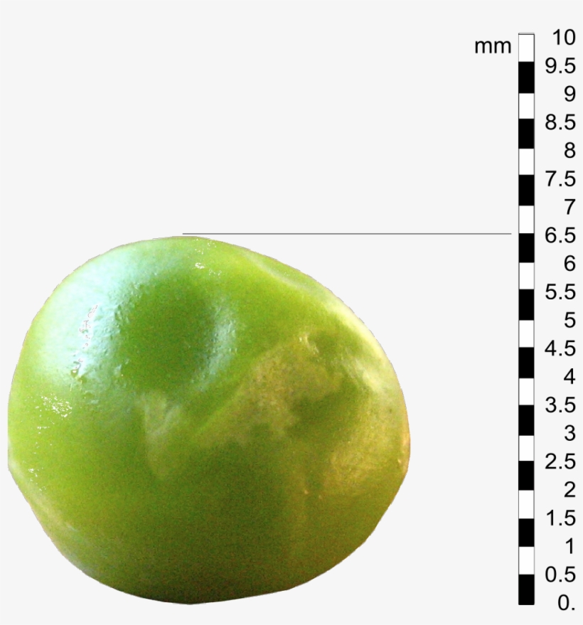 File - Pea01-edit - Pea, transparent png download