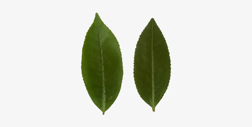 10 Centimetres - White Willow, transparent png download