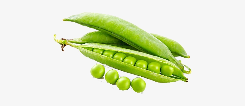 Pea, transparent png download