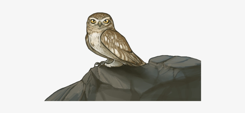 Littleowlnight - Western Screech Owl, transparent png download