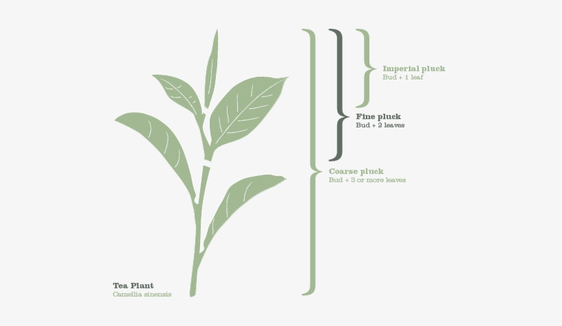 Plucking Tea - Tree, transparent png download