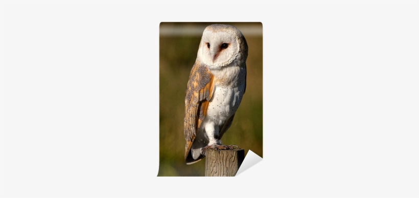 Browntrout Publishers Owls 2018 Slim Calendar, transparent png download