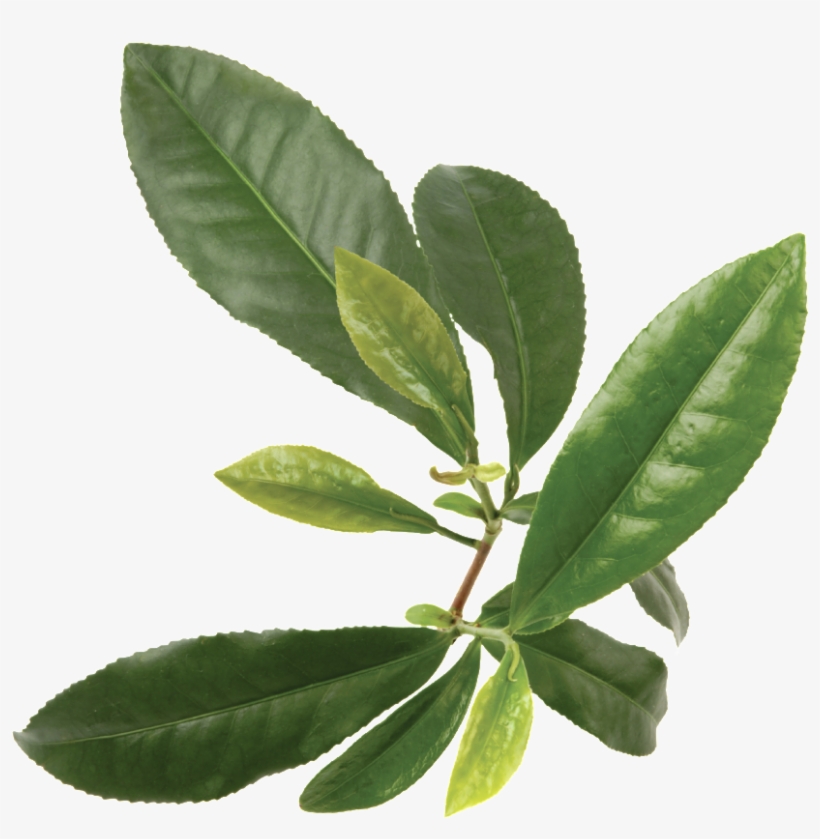 Source - I568 - Photobucket - Com - Report - Green - Pharmanex Tegreen, transparent png download