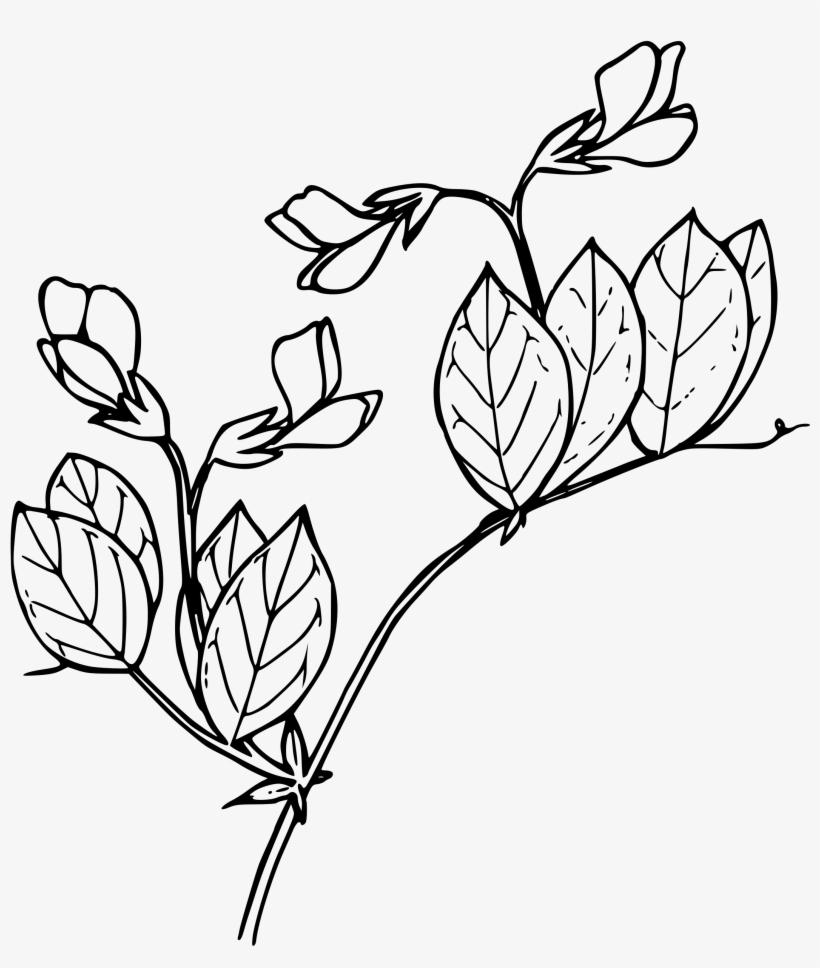 This Free Icons Png Design Of Sierran Pea, transparent png download