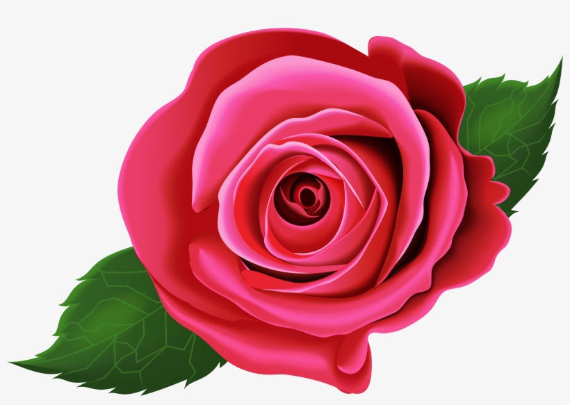 Rose, transparent png download