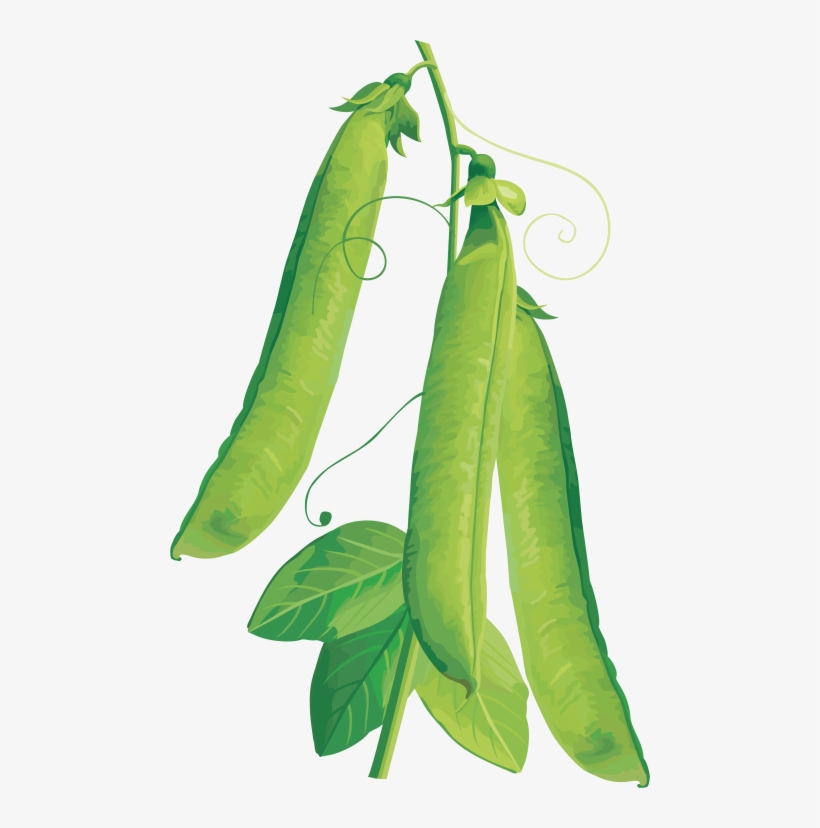 Free Png Pea Png Images Transparent - Vegetables Vector, transparent png download