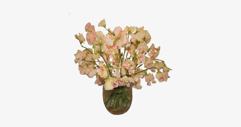 Sweet Pea, transparent png download