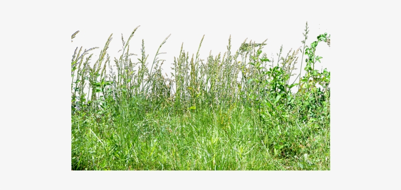 Free Icons Png - Tall Grass Grass Png, transparent png download