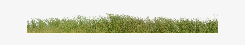Nature, transparent png download