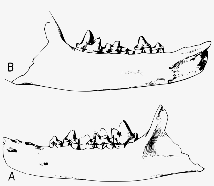 Open - Sketch, transparent png download