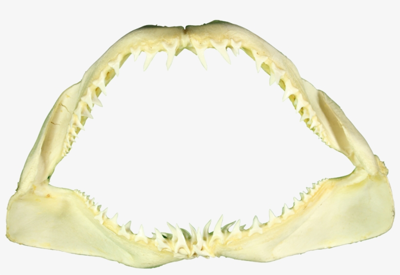 Mako Shark Jaw 10", transparent png download