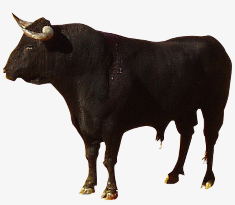 Highland Cattle Camargue Spanish - Bull Cow Png, transparent png download