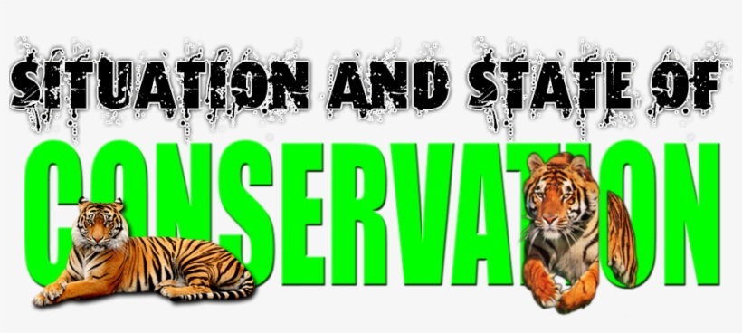 The Tigers Are Going Through A Rough Patch - License Plates Online Bengal Tiger Photo License Plate, transparent png download