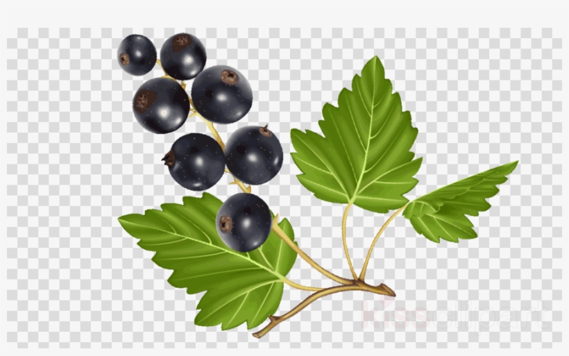 Дип Pelican Чёрная Смородина 50мл Clipart Grape Blueberry - Blueberry, transparent png download