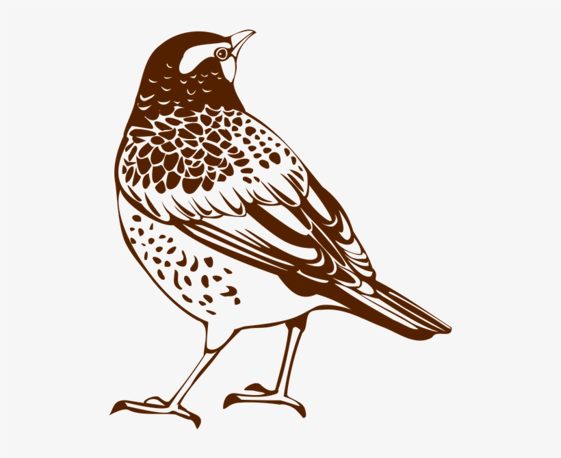 Portable Network Graphics Clipart Thrush Bird Clip - Drossel-silhouette Spiral Notizblock, transparent png download