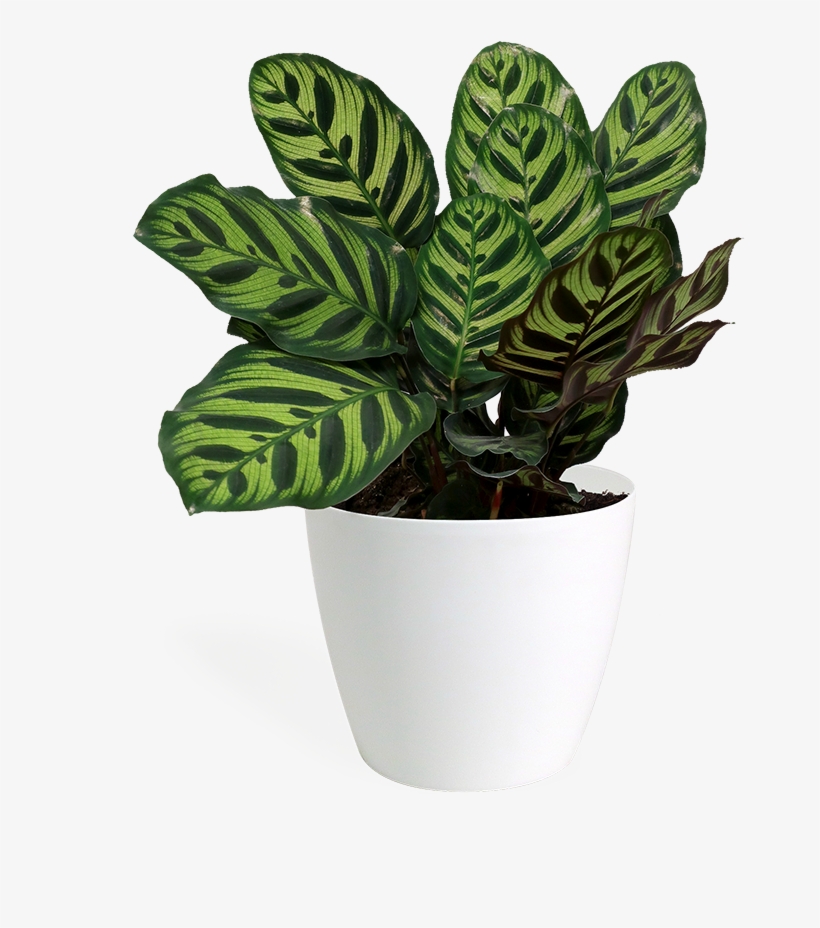 Calathea Makoyana Small - Peacock Plant, transparent png download